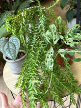 Kép betöltése a galériamegjelenítőbe: Flash Sale Friday - 11. csomag -25% kedvezmény - Tropical Home