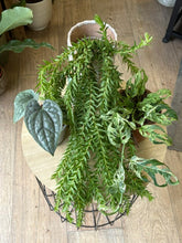 Kép betöltése a galériamegjelenítőbe: Flash Sale Friday - 11. csomag -25% kedvezmény - Tropical Home