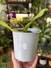 Kép betöltése a galériamegjelenítőbe: Phalaenopsis violacea 1. - illatos - Tropical Home