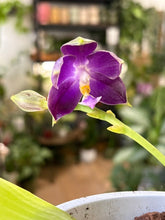 Kép betöltése a galériamegjelenítőbe: Phalaenopsis violacea 1. - illatos - Tropical Home