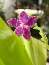Kép betöltése a galériamegjelenítőbe: Phalaenopsis violacea 2. - illatos - Tropical Home