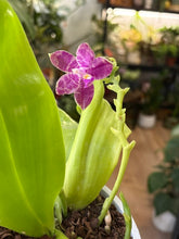 Kép betöltése a galériamegjelenítőbe: Phalaenopsis violacea 2. - illatos - Tropical Home