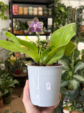 Kép betöltése a galériamegjelenítőbe: Phalaenopsis violacea 3. - illatos - Tropical Home