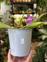 Kép betöltése a galériamegjelenítőbe: Phalaenopsis violacea 4. - illatos - Tropical Home