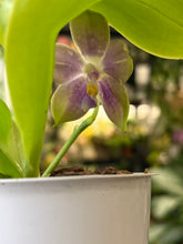 Kép betöltése a galériamegjelenítőbe: Phalaenopsis violacea 5. - illatos - Tropical Home