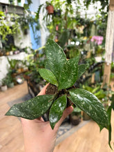 Kép betöltése a galériamegjelenítőbe: Hoya rundumensis "Splash" 6cm