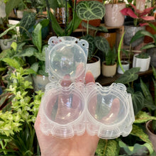 Kép betöltése a galériamegjelenítőbe: Műanyag burok gyökereztetéshez - Tropical Home