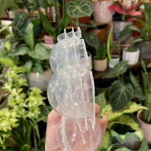 Kép betöltése a galériamegjelenítőbe: Műanyag burok gyökereztetéshez - Tropical Home