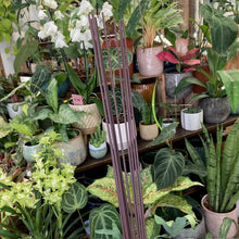 Kép betöltése a galériamegjelenítőbe: Hajlítható növénytámasz - 40cm - Tropical Home