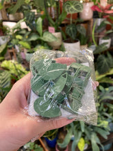 Kép betöltése a galériamegjelenítőbe: Falra rögzíthető növényfuttató csipesz - 10db - Tropical Home