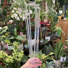 Kép betöltése a galériamegjelenítőbe: Íves növénytámasz kúszónövényeknek - 45cm - Tropical Home