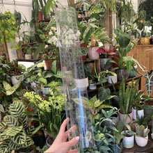 Kép betöltése a galériamegjelenítőbe: Műanyag váz mohakaróhoz - 55cm - Tropical Home