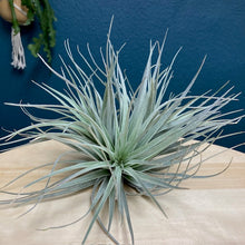 Kép betöltése a galériamegjelenítőbe: Tillandsia super silver - Tropical Home