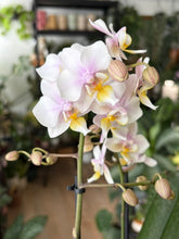 Kép betöltése a galériamegjelenítőbe: Phalaenopsis wiganiae (Phal. stuartiana x Phal. schilleriana) - Lepkeorchidea, foltos levelű - Tropical Home