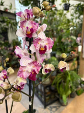 Kép betöltése a galériamegjelenítőbe: Phalaenopsis hibird, peloric - Lepkeorchidea - Tropical Home
