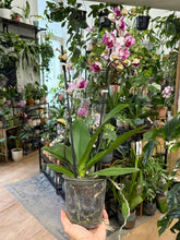 Kép betöltése a galériamegjelenítőbe: Phalaenopsis hibird, peloric - Lepkeorchidea - Tropical Home