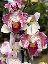 Kép betöltése a galériamegjelenítőbe: Phalaenopsis hibird, peloric - Lepkeorchidea - Tropical Home