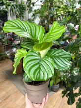 Kép betöltése a galériamegjelenítőbe: Calathea orbifolia 14cm - Zebralevél - Tropical Home