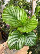Kép betöltése a galériamegjelenítőbe: Calathea orbifolia 14cm - Zebralevél - Tropical Home