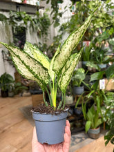 Kép betöltése a galériamegjelenítőbe: Aglaonema "White diamond" 9cm - Rákvirág - Chinese Evergreen - Tropical Home