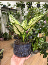 Kép betöltése a galériamegjelenítőbe: Aglaonema "White diamond" 9cm - Rákvirág - Chinese Evergreen - Tropical Home