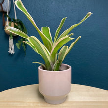 Kép betöltése a galériamegjelenítőbe: Nidularium schultesiana "Fireball" variegata - Tropical Home