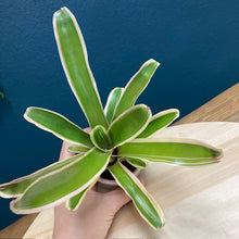 Kép betöltése a galériamegjelenítőbe: Nidularium schultesiana "Fireball" variegata - Tropical Home