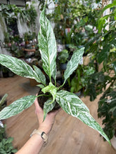 Kép betöltése a galériamegjelenítőbe: Spathiphyllum 'Diamond' variagata 11cm - Vitorlavirág tarka - Peace lily - Tropical Home