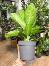 Kép betöltése a galériamegjelenítőbe: Aglaonema "Lemon mint" 12cm - Rákvirág - Chinese Evergreen - Tropical Home