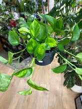 Kép betöltése a galériamegjelenítőbe: Epipremnum aureum "Global green" - akasztós cserépben