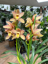 Kép betöltése a galériamegjelenítőbe: Cymbidium - Csónakorchidea 12cm - Tropical Home