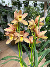 Kép betöltése a galériamegjelenítőbe: Cymbidium - Csónakorchidea 12cm - Tropical Home