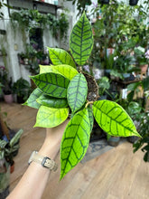 Kép betöltése a galériamegjelenítőbe: Hoya callistophylla 11cm