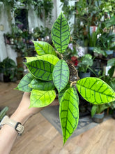 Kép betöltése a galériamegjelenítőbe: Hoya callistophylla 11cm