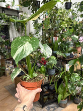 Kép betöltése a galériamegjelenítőbe: Monstera deliciosa “Thai constellation" 12cm