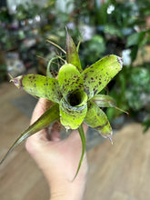 Kép betöltése a galériamegjelenítőbe: Neoregelia pauciflora 6cm - Tropical Home