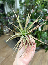 Kép betöltése a galériamegjelenítőbe: Tillandsia abdita - Air plant - Tropical Home