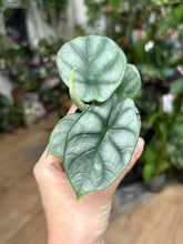 Kép betöltése a galériamegjelenítőbe: Alocasia "Silver dragon" 6cm - Tropical Home