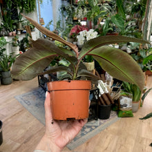Kép betöltése a galériamegjelenítőbe: Labisia pumila - Tropical Home
