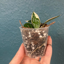 Kép betöltése a galériamegjelenítőbe: Hoya lacunosa "Asami" - Saját szaporítás - Tropical Home