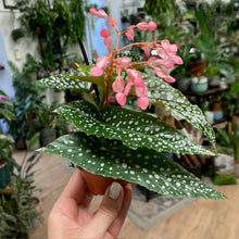 Kép betöltése a galériamegjelenítőbe: Begonia "Silver spot" - Tropical Home