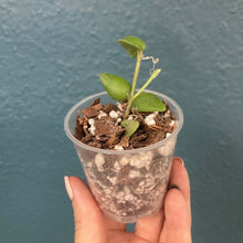 Kép betöltése a galériamegjelenítőbe: Hoya chinghungensis - Saját szaporítás - Tropical Home