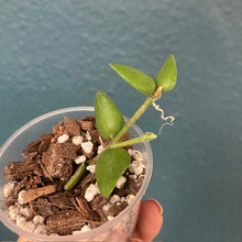 Kép betöltése a galériamegjelenítőbe: Hoya chinghungensis - Saját szaporítás - Tropical Home