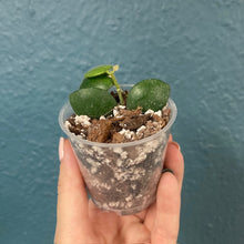 Kép betöltése a galériamegjelenítőbe: Hoya aeschynanthoides - Saját szaporítás - Tropical Home