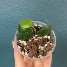 Kép betöltése a galériamegjelenítőbe: Hoya aeschynanthoides - Saját szaporítás - Tropical Home