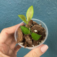 Kép betöltése a galériamegjelenítőbe: Hoya "Noona" yellow - Saját szaporítás - Tropical Home