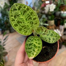Kép betöltése a galériamegjelenítőbe: Macodes petola - Ékszerorchidea - Tropical Home