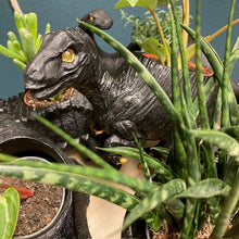 Kép betöltése a galériamegjelenítőbe: _Mini dinoszaurusz kaspó - Többféle - LIMITÁLT SZÁMBAN - Tropical Home