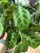 Kép betöltése a galériamegjelenítőbe: Maranta "No ID" - Nyílgyökér - Maranta "Cat moustache"