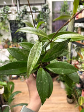 Kép betöltése a galériamegjelenítőbe: Hoya pubicalyx splash 12cm - Viaszvirág